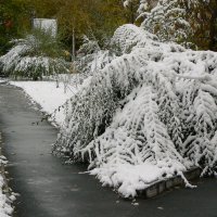 Первый снег :: Евгений Суханов