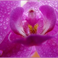 Цветок простой. Орхидея домашняя :: Владимир Гилясев