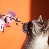 Кошка нюхает цветы :: Pacha Fader