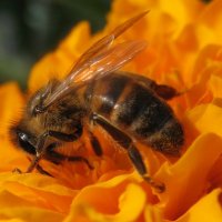 Пчела :: Елена Лапина