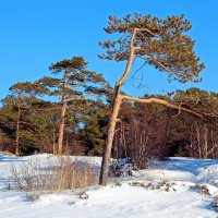 У Белого моря. Прибрежные сосны :: Владимир Шибинский