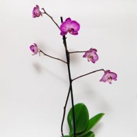 Цветы-орхидеи :: Виталий Кабицкий