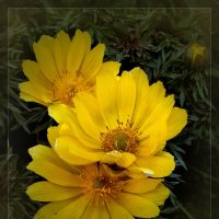 Весенние цветы :: Андрей Власов