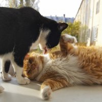 Из жизни кошек на окошке-2 :: vik zhavoronka