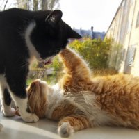 Из жизни кошек на окошке :: vik zhavoronka