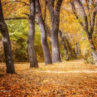 Осень в Ереване. :: Nerses Matinyan