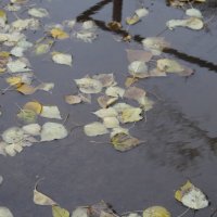 осень, дождь все так уныло :: Альбина Еликова