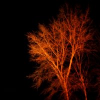 Ночь, осень, дерево и где-то затаившийся фонарь :: Алексей Глазунов