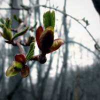 Spring :: Елена Чусовская