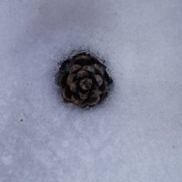 Шишка в снегу. :: Наталья Мельникова