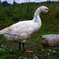 Скудная жизнь гуся. :: Настя Радаева