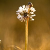 осенний одуванчик :: Елена Зимина