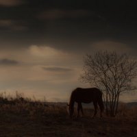 Horses :: Алексей Трофимов