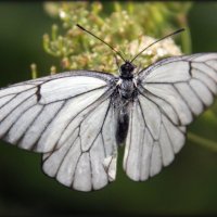 Бабочка :: Анастасия Степанова