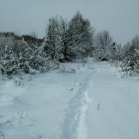 Снежная дорожка! :: Радмир Арсеньев