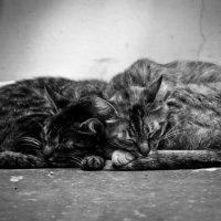 Cats :: Дмитрий Сухонос