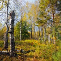 *** :: Аркадий Шапошников