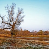 старое дерево :: Илона Рукобратская