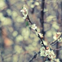 весна :: Дмитрий Сухонос