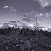 умирающий лес... :: Елена Зимина