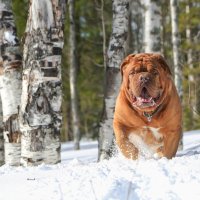 Бордоский дог Гвидон :: Лариса Сафонова