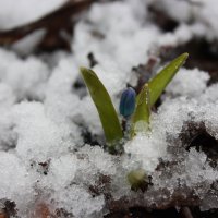 Свежевыпавший снег порадовал :: Надежда Пономарева (Молчанова)