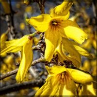 Цветы из Ботанического сада им.А.Фомина-1 :: Владимир Бровко