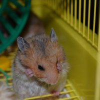 Hamster :: Константин 