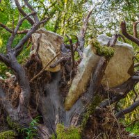 Упало дерево (давно) :: Сергей Наумов