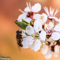 бджілка трудівниця :: Halyna Hnativ