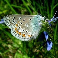 Бабочка Голубянка серебристая (Poliommatus coridon Poda.) :: Генрих Сидоренко