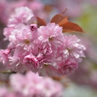 Вот такая она, розовая весна! :: Тамара Листопад