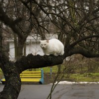 Котейка отдыхает) :: Богдан Петренко