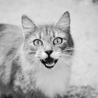 кошка :: Аня Титова
