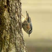 Обыкновенный поползень, или ямщик (лат. Sitta europaea) :: Фома Антонов