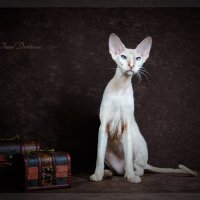 Фото Сет - изящных, элегантных домашних кошек породы . Петербургский сфинкс ( Петерболд ) :: Anna Dyatchina