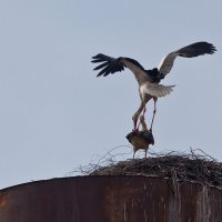 Весна пришла :: Анатолий Тимофеев