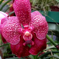 орхидея 3 :: Елена Байдакова
