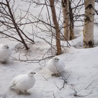 Белые куропатки. :: Анатолий Бахтин