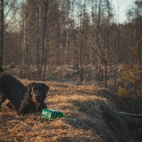 Чарли :: Светлана Гусева