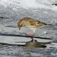 Зеленушка :: Евгений Софронов