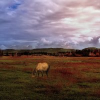 В одиночестве... :: Иван Солонинка