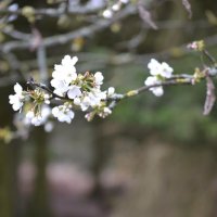 Spring blossom :: Виктория 