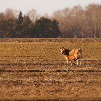 Один в поле не воин)) :: Евгеша Сафронова