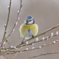 Сердитая лазоревка. :: Геннадий Александрович