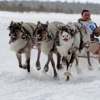 *** :: Андрей Старков