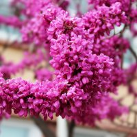 Baktaegi tree flowers :: ангелина гончарук