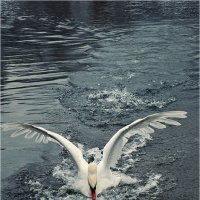 Лебедь белая :: Татьяна Ситникова
