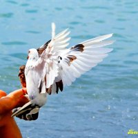 Море, семечки ..и голуби. :: Николай Тегин