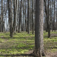 Весна :: Владимир Белов